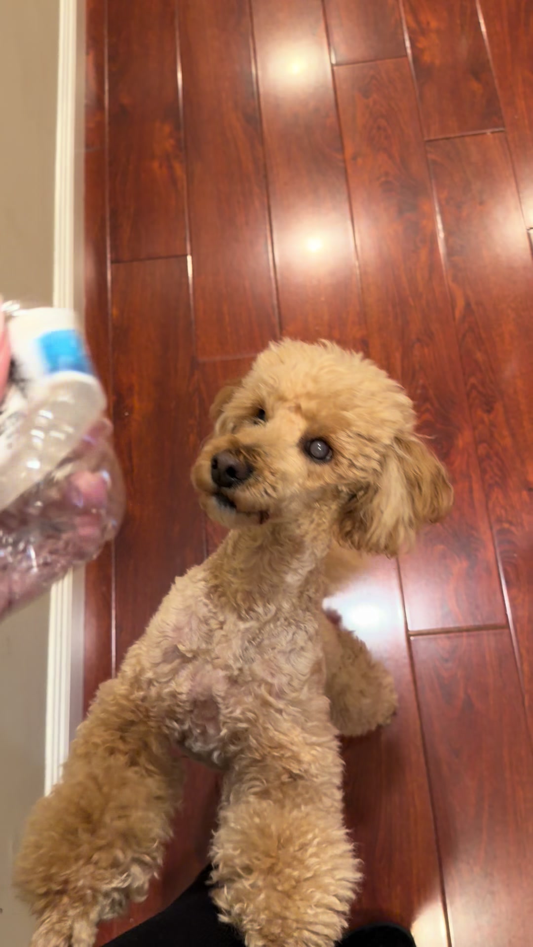 @NikoThePoodle