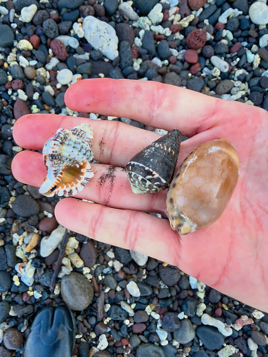 @Noe 🐚 Shells