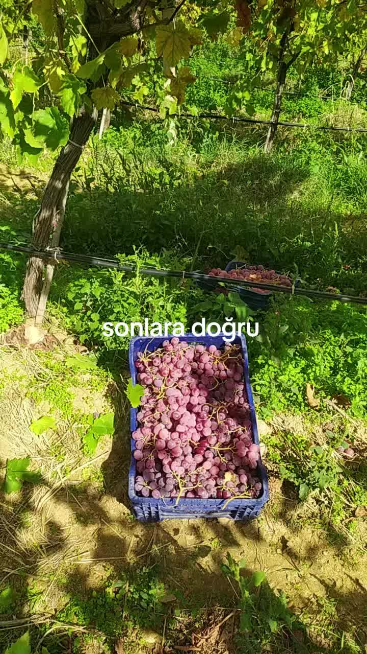 @Ali &Ccedil;ankaya