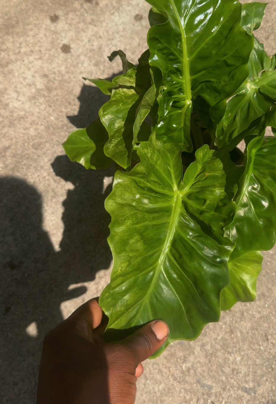 @Plant Deco ATL