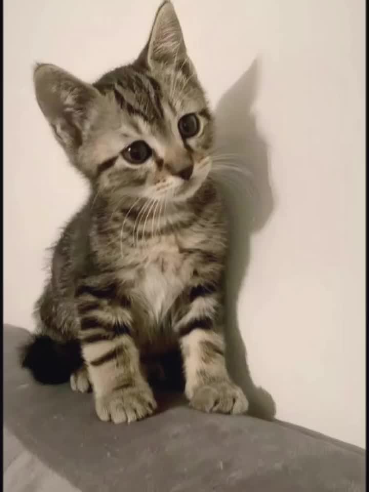 @cat army