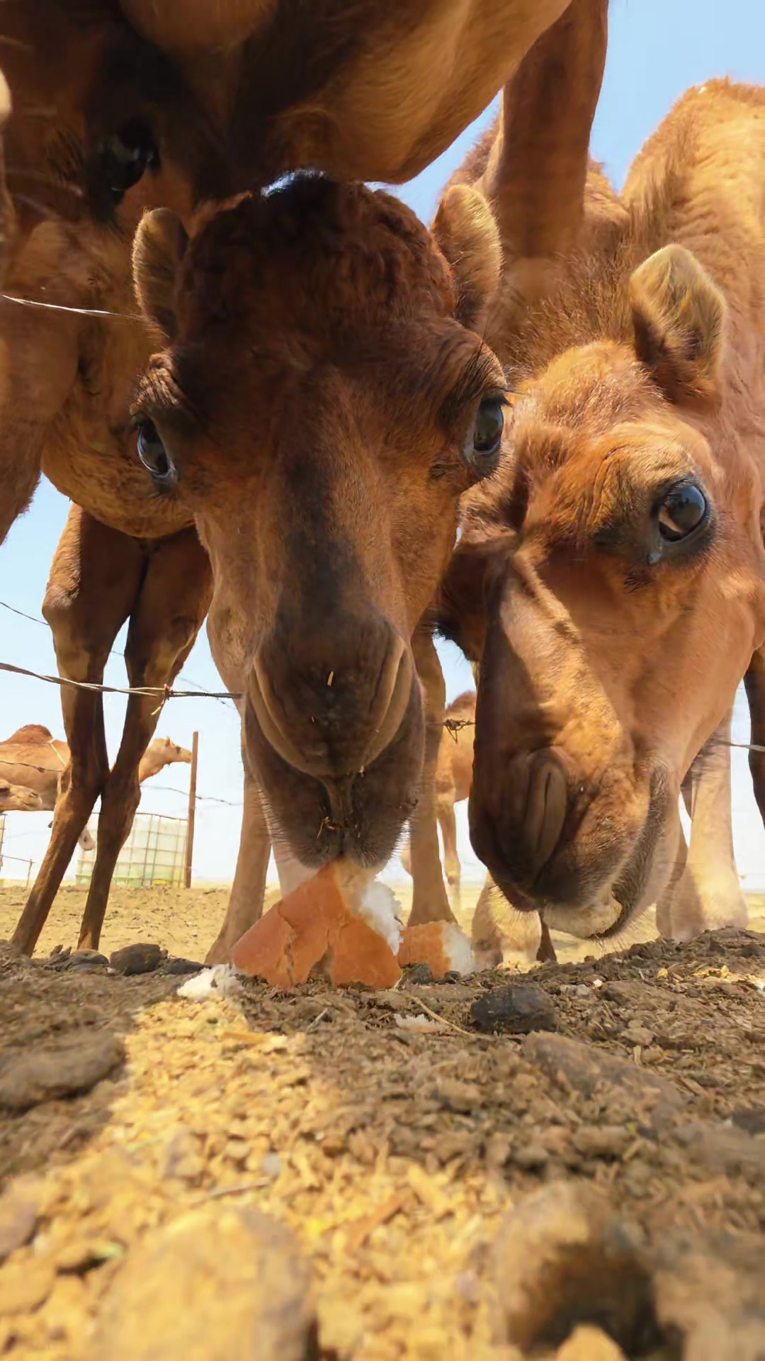 @funny:)animalsbytwins