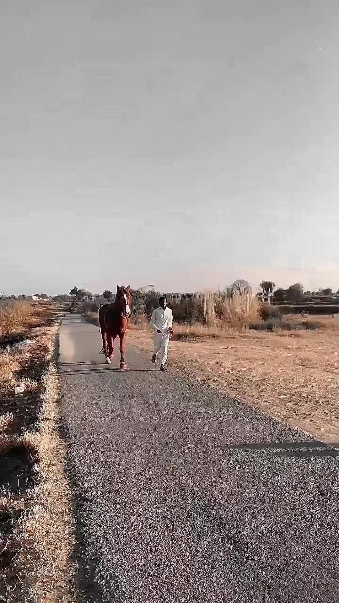 @مرکزی ذوالجناح تلہ گنگ