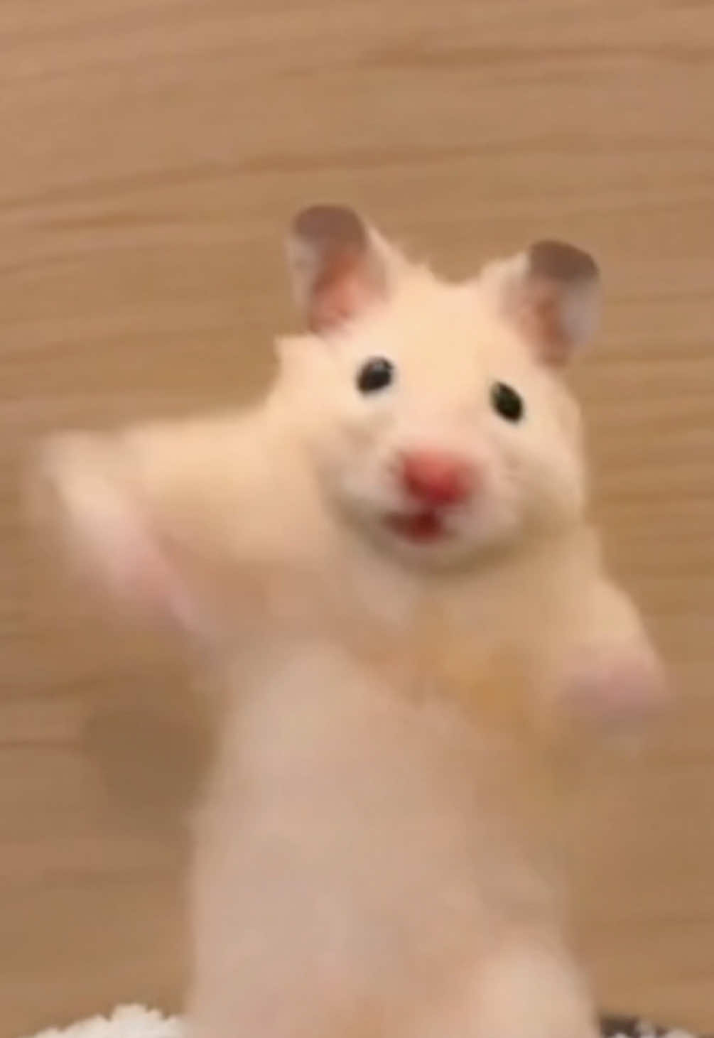 @FCham