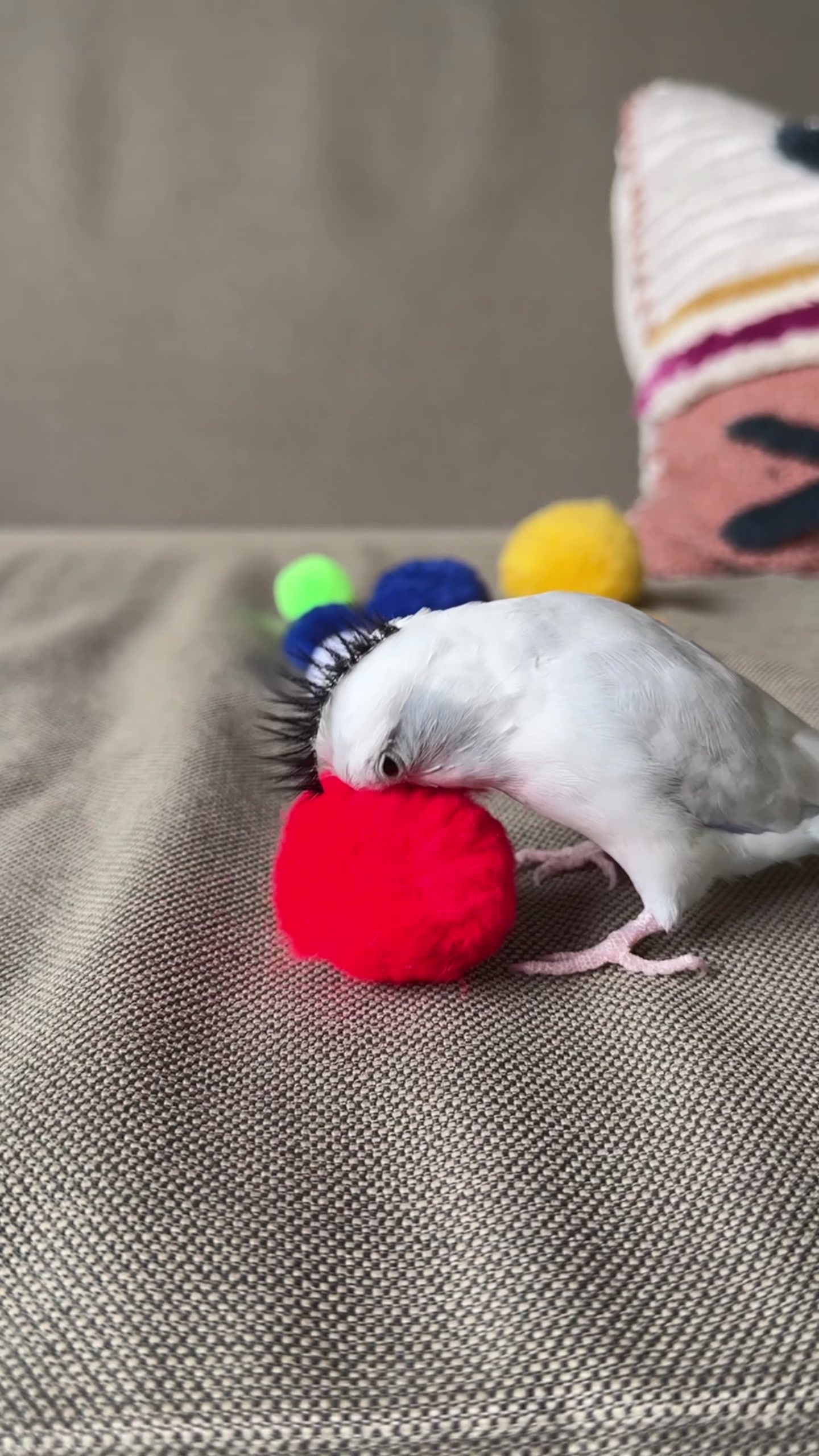@arlobird