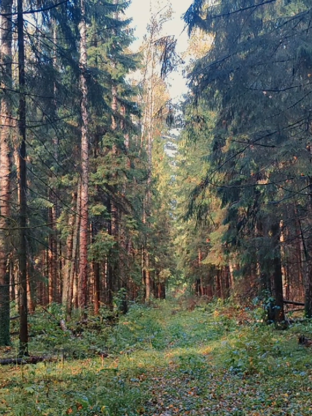 @khvoyny🌲
