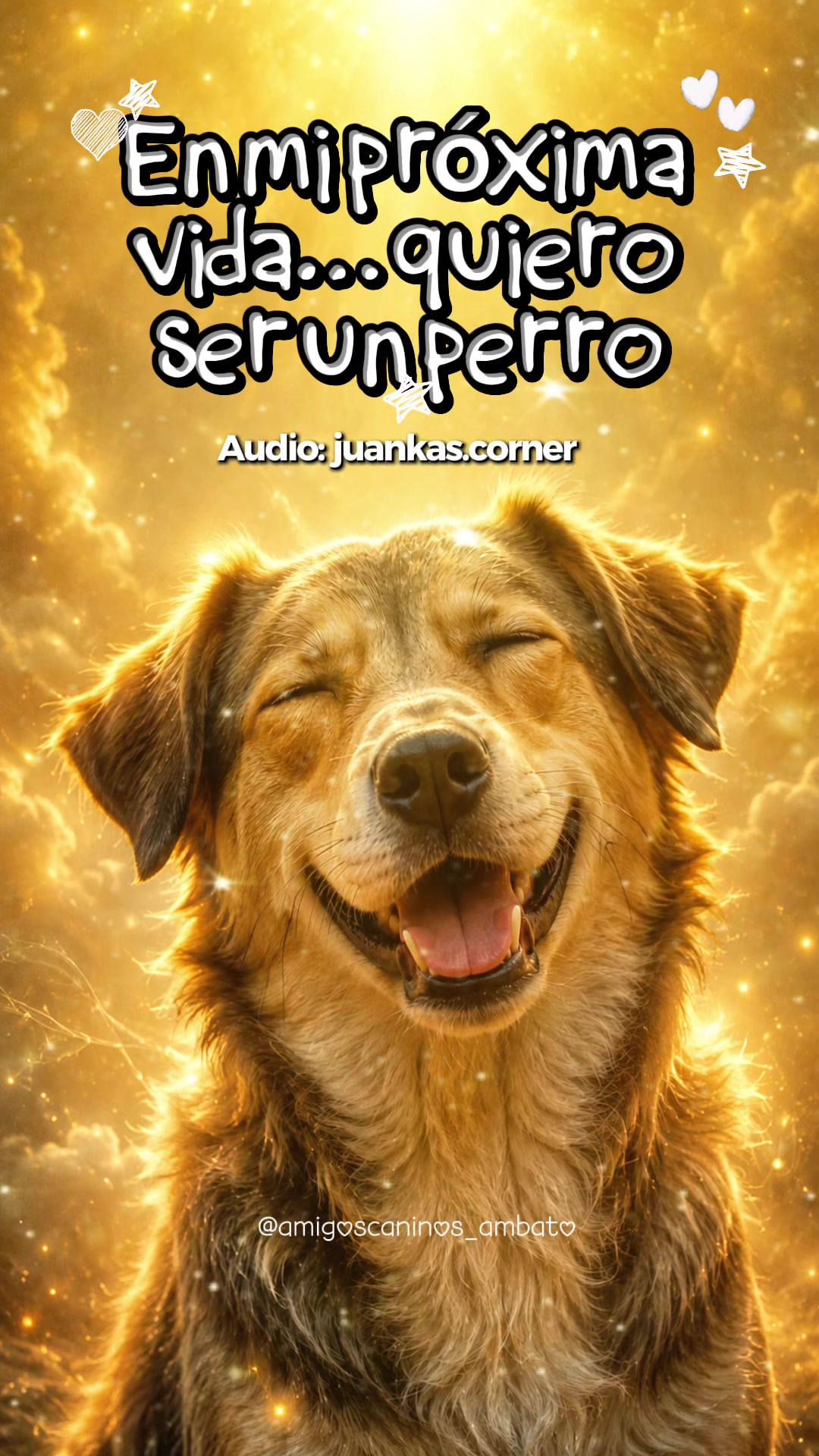 @Amigoscaninos_Ambato