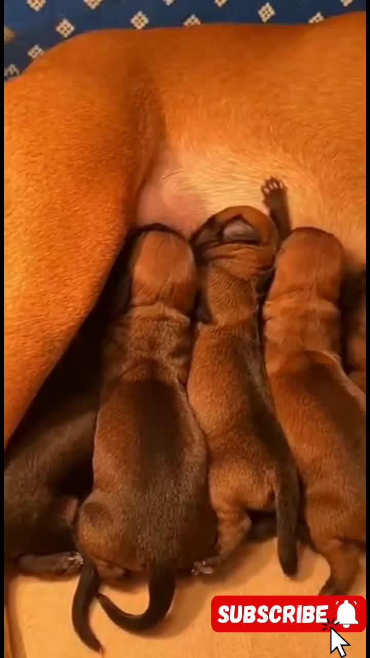 @Cute Baby Puppy Loves