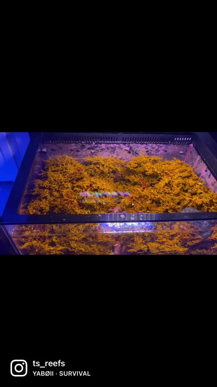 @Ts_reefs