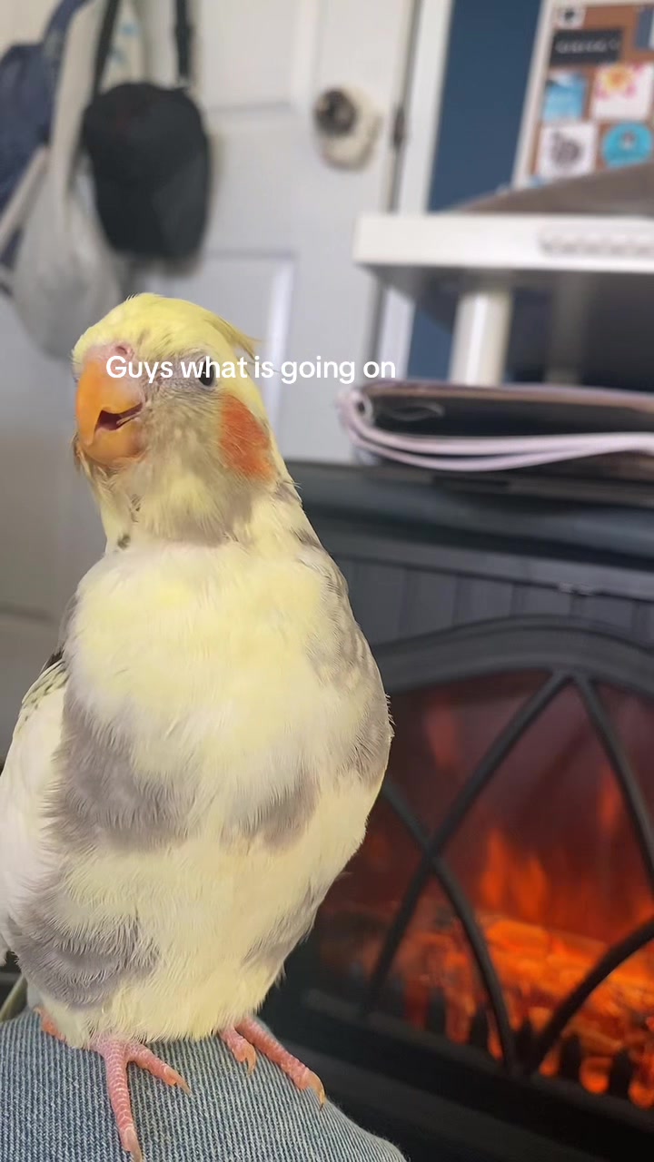 @mybirdjourney;)