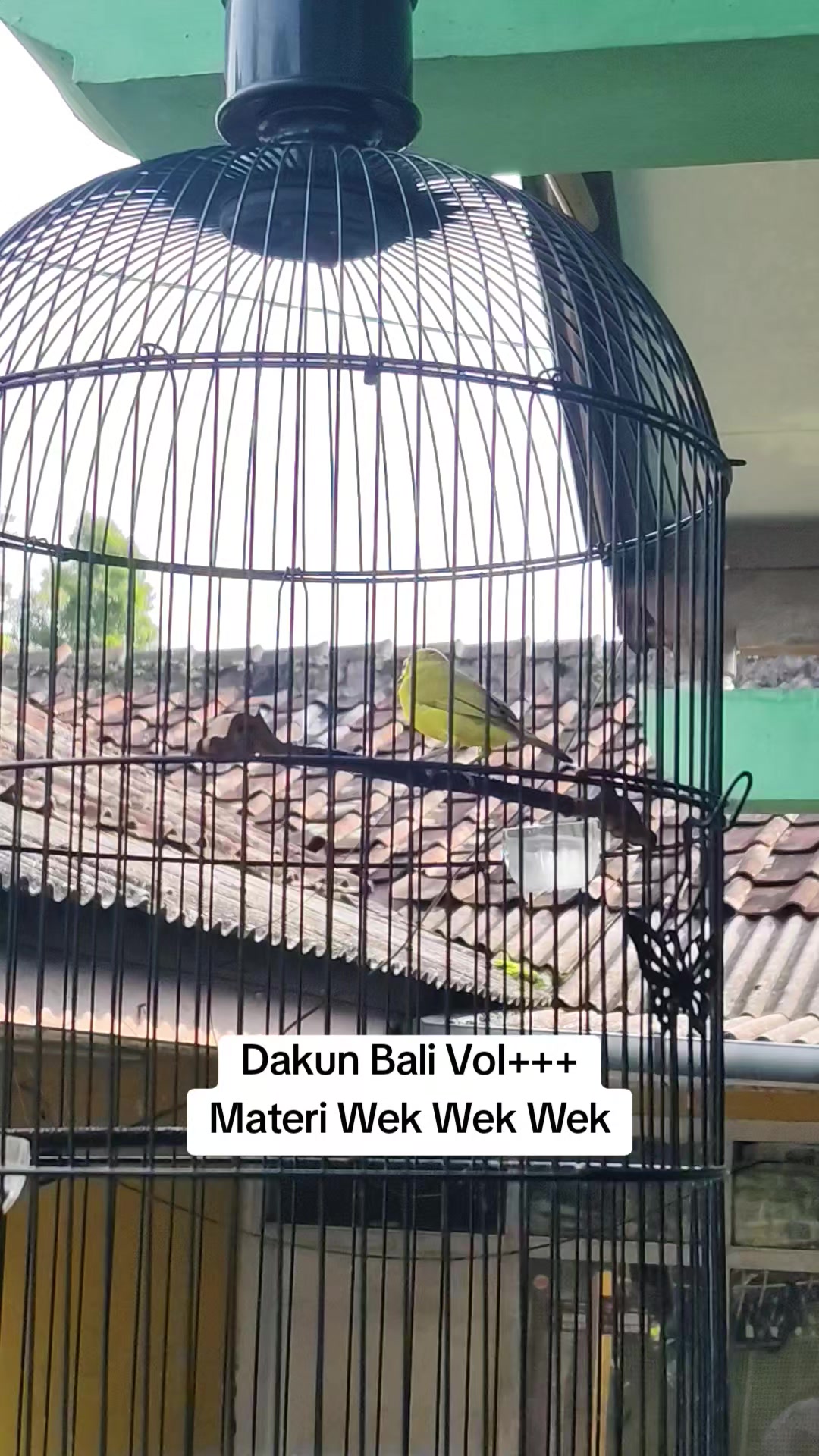 @NDX BIRD FARM