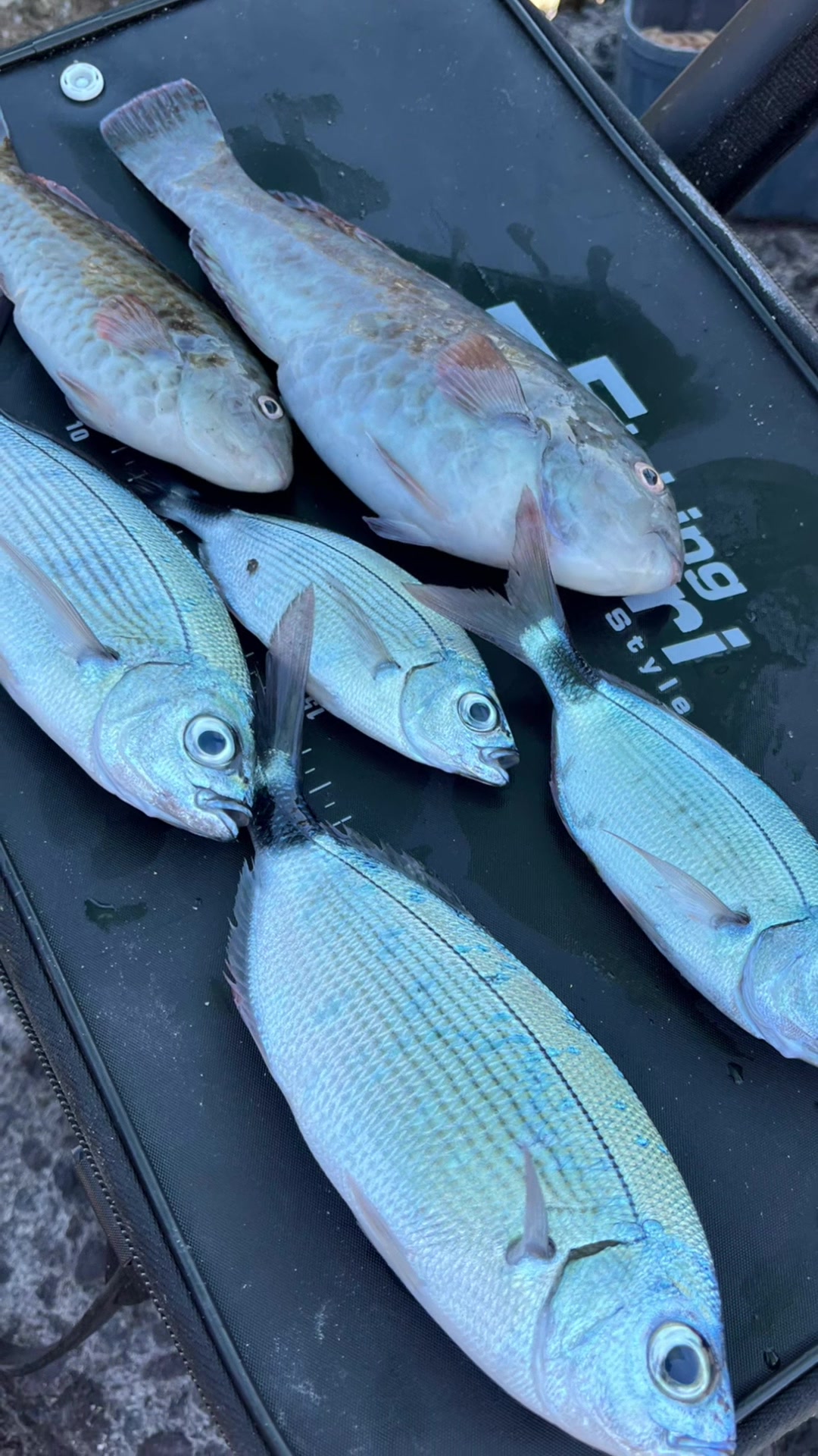 @Gabbo Fishing Catania🐟