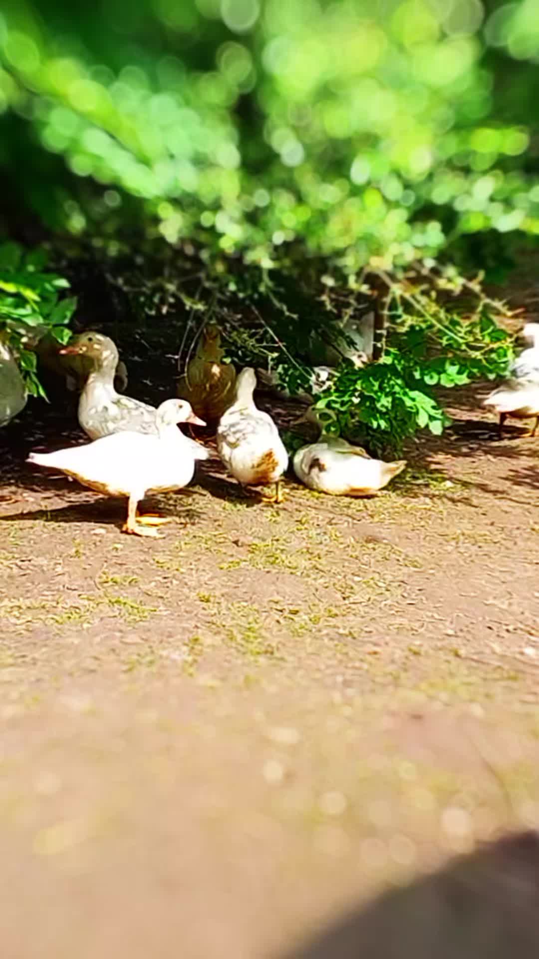 @🦚🆃𝓲𝓮𝓻🅿𝓪𝓻𝓴🆃𝓸𝓴🦚