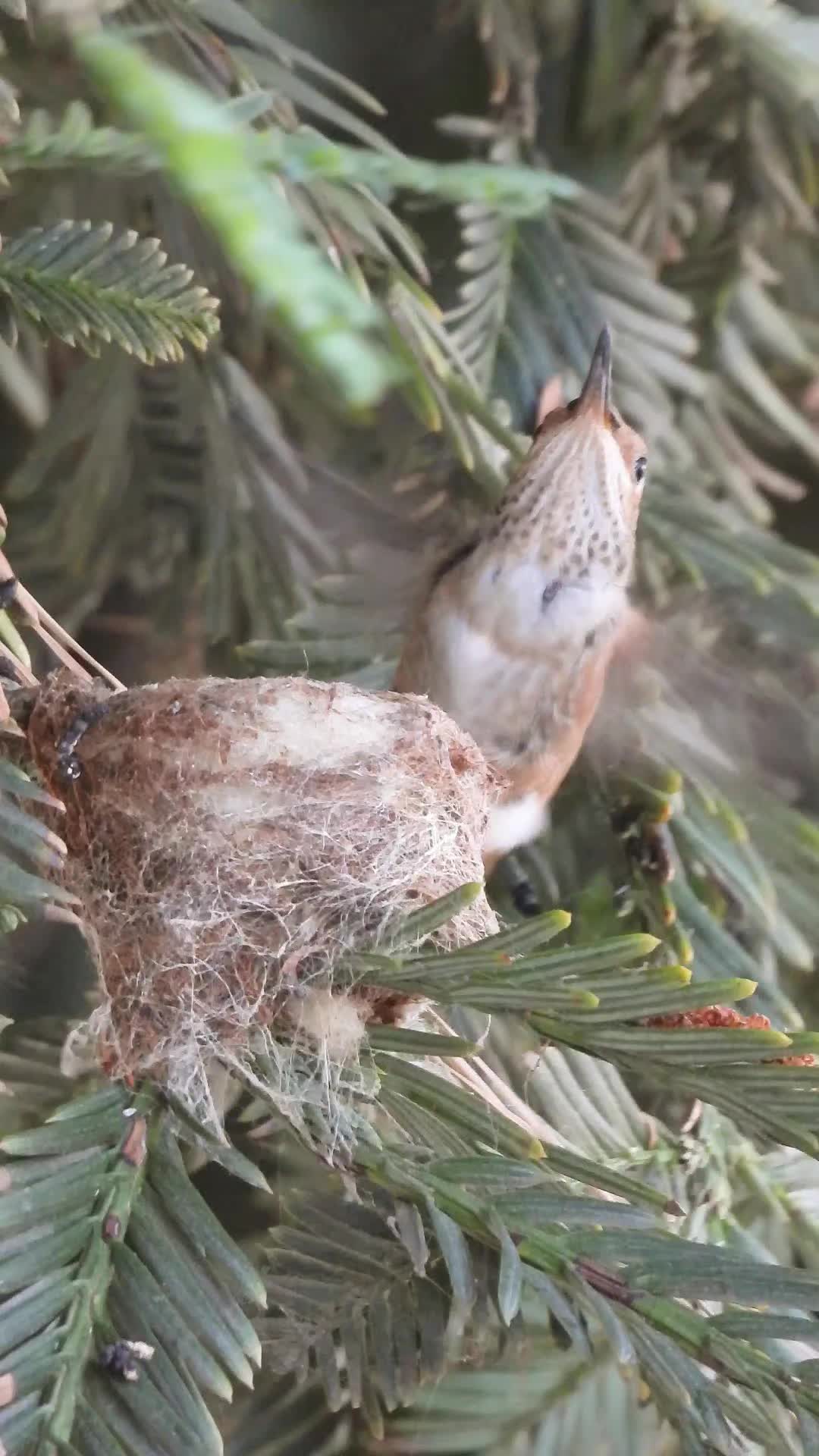 @unreal_hummingbirds