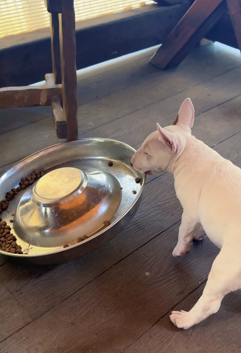 @Terra_Viva_minibullterrier
