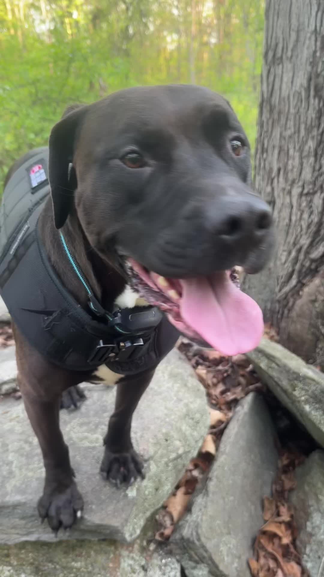 @PawsOnTrailsCT