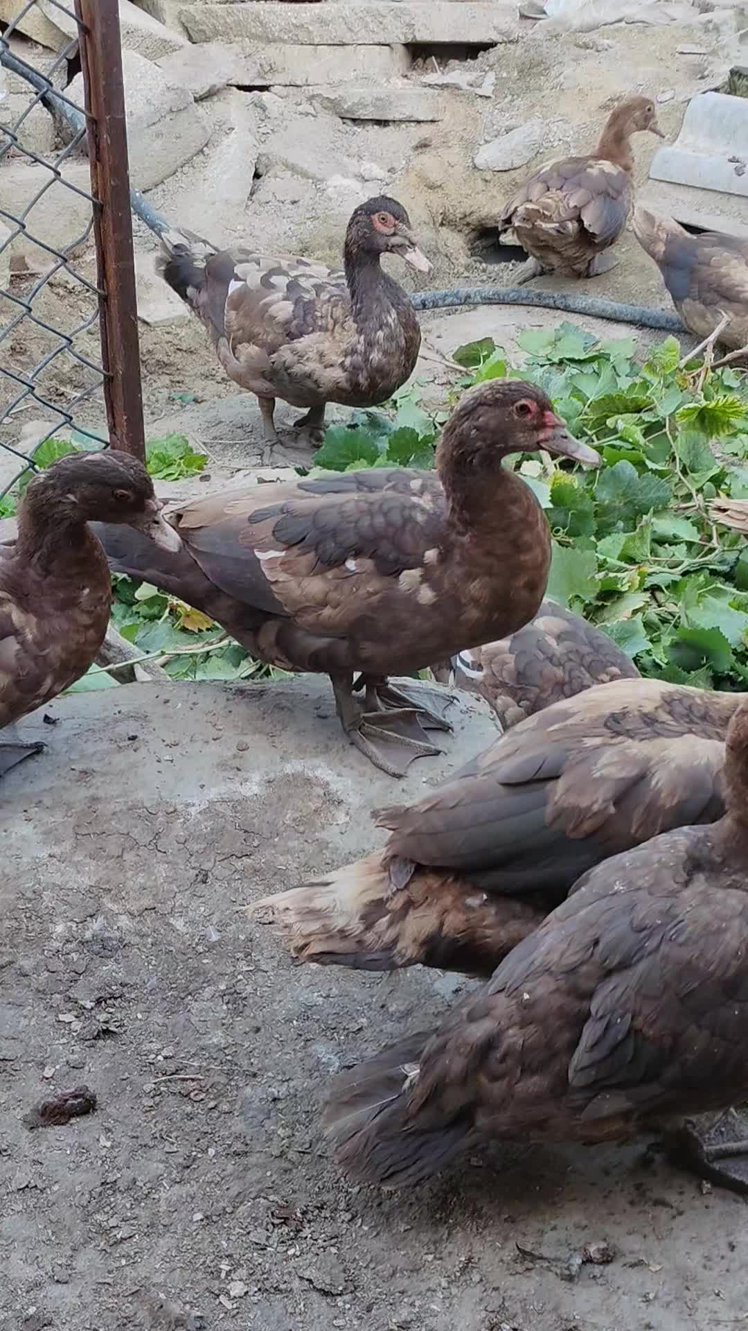 @MAŞTAĞA_QUŞCULUĞ