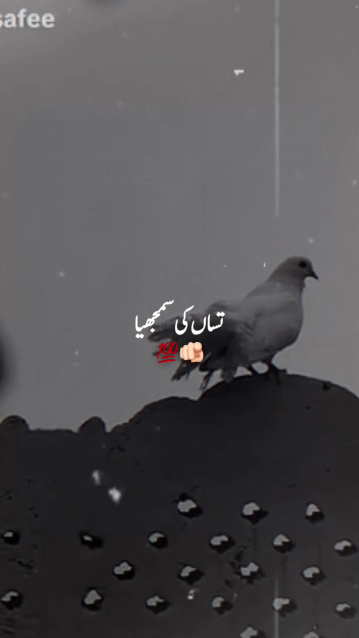 @پنڈا والے  راجپوت☘️☘️ظفر وال🤗