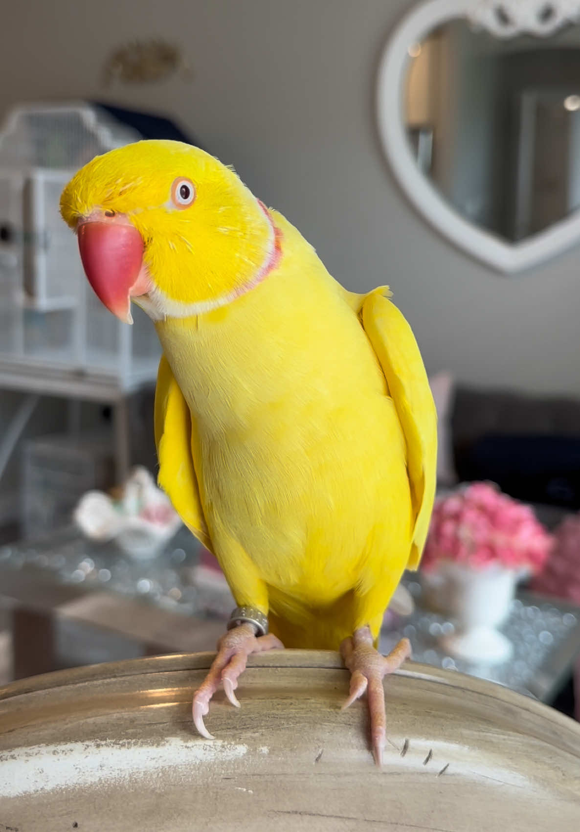 @TWINKIE 🐥