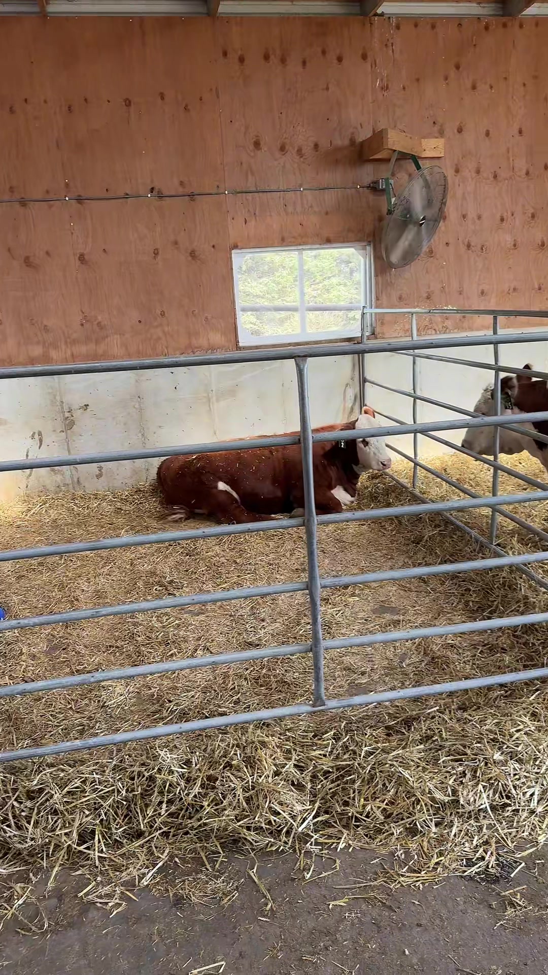 @Vos-Cattle-Co