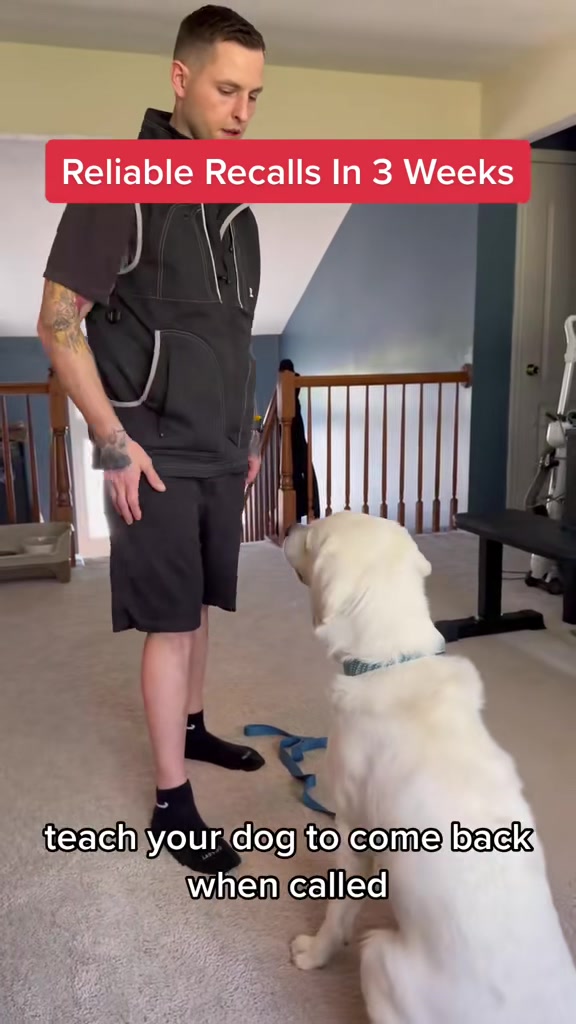 @Best Buddy Dog Trainer LLC
