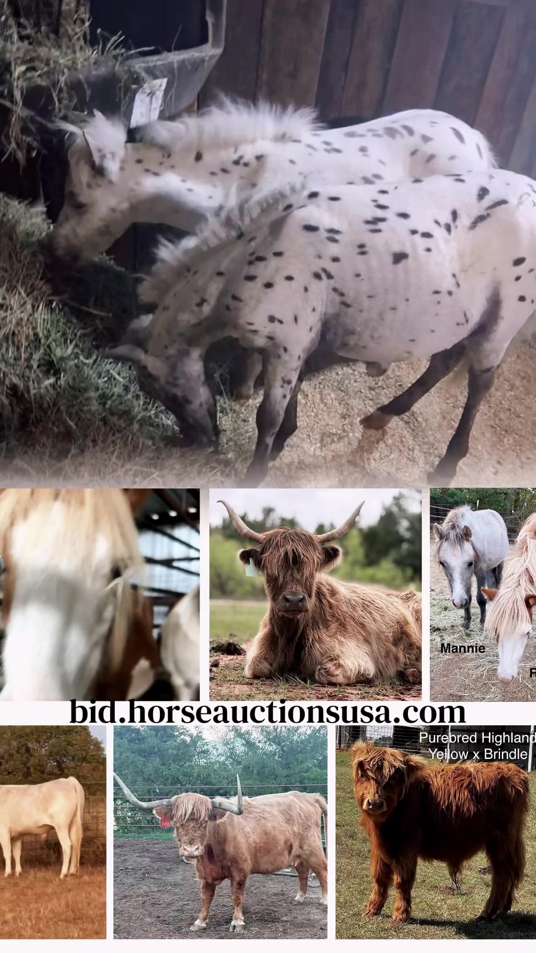 @HorseAuctionsUSA