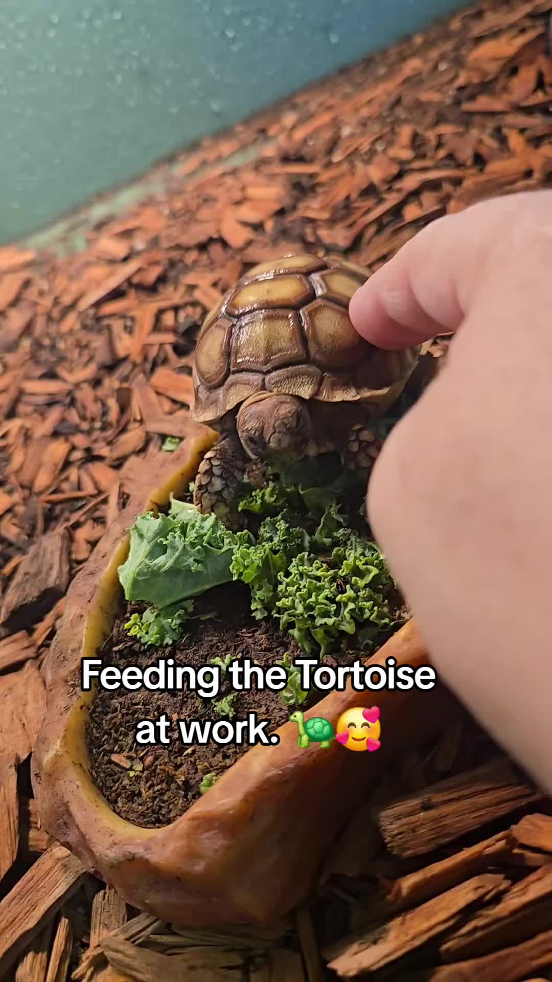 @Kortni