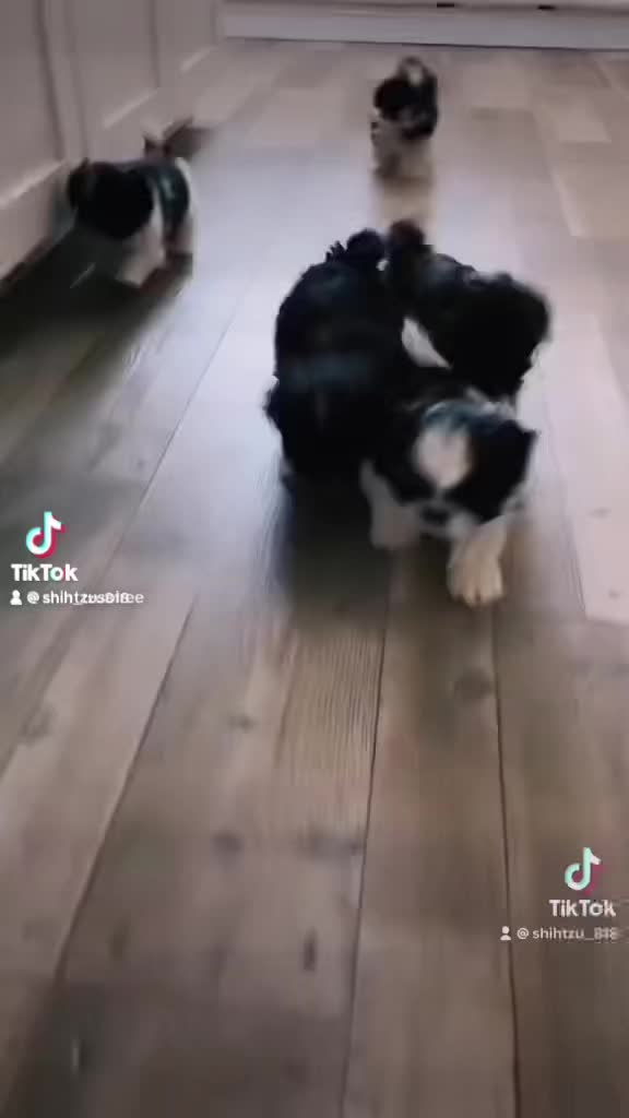 @SHIHTZU SOIRÉE