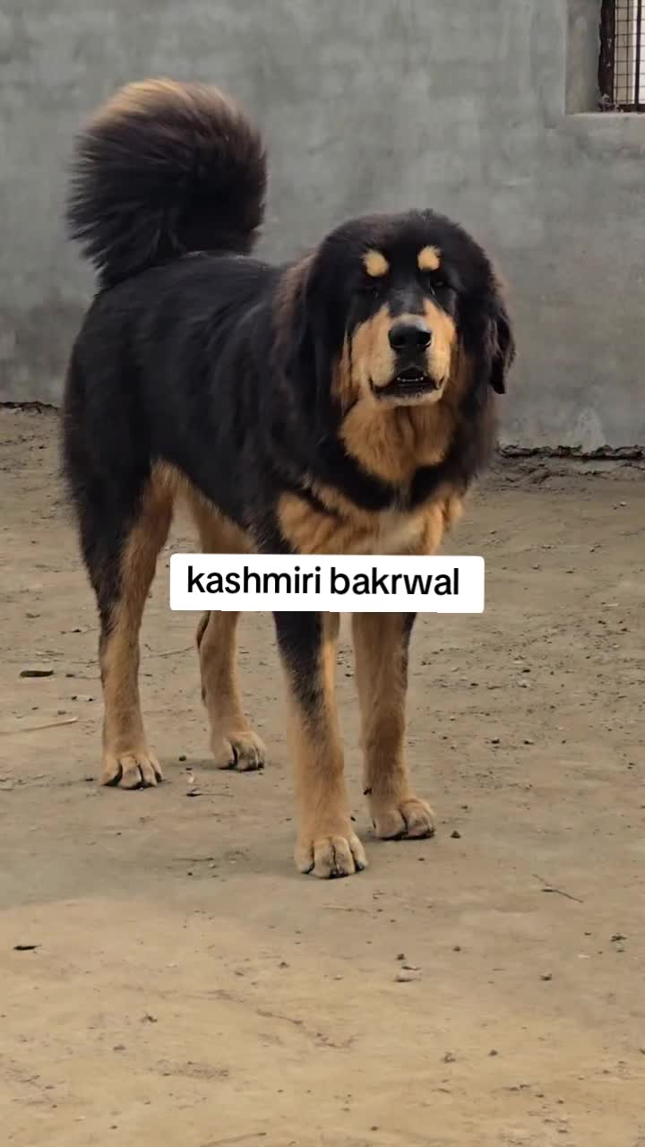 @Kashmiri_Bakrwal_Dog