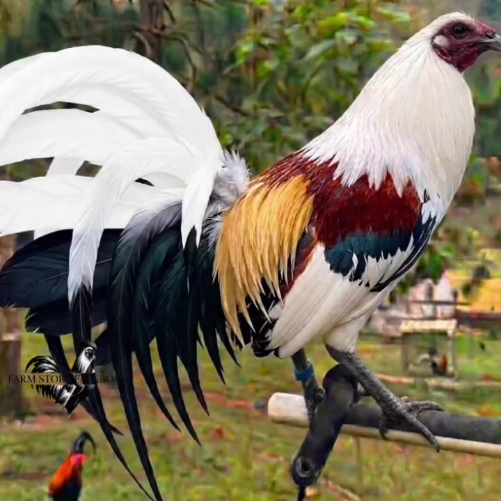 @Gamefowl Story