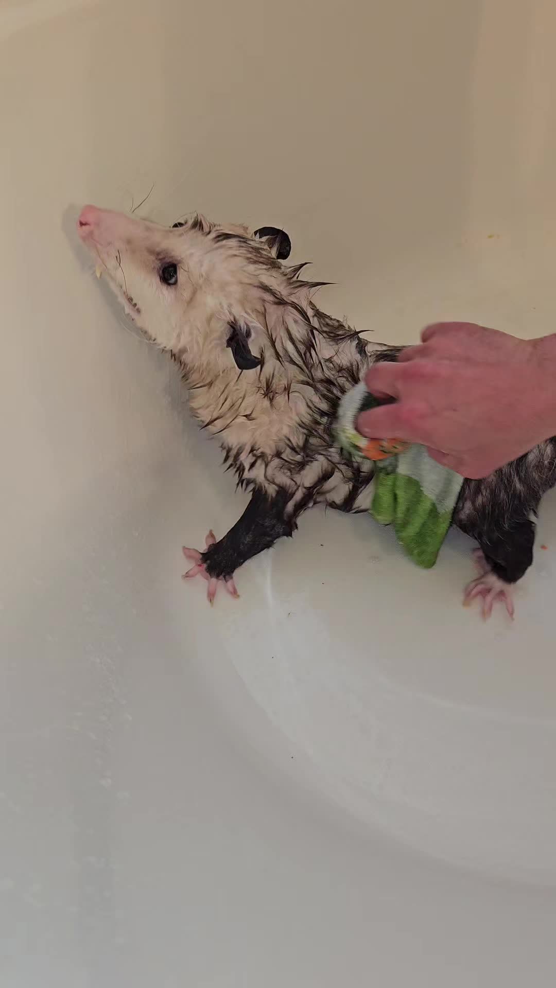 @OPOSSUMDAWGMOM