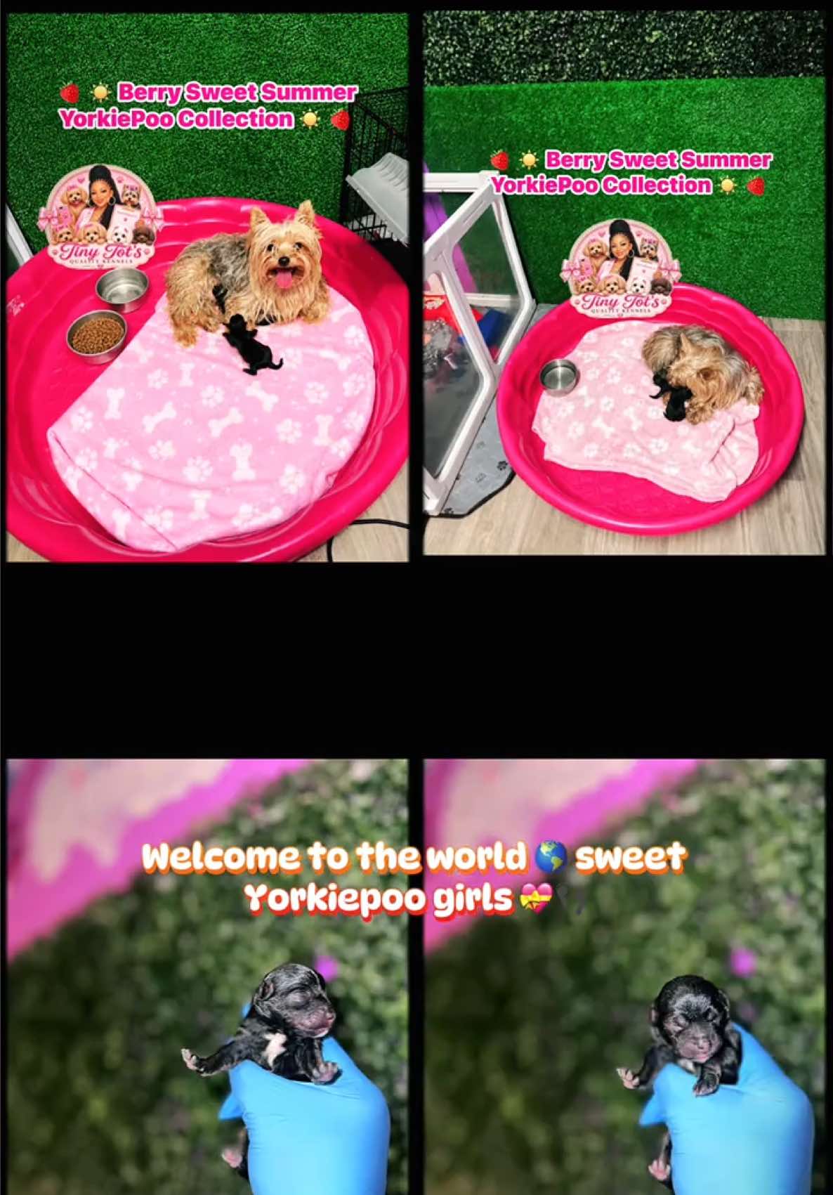 @Dog Lady