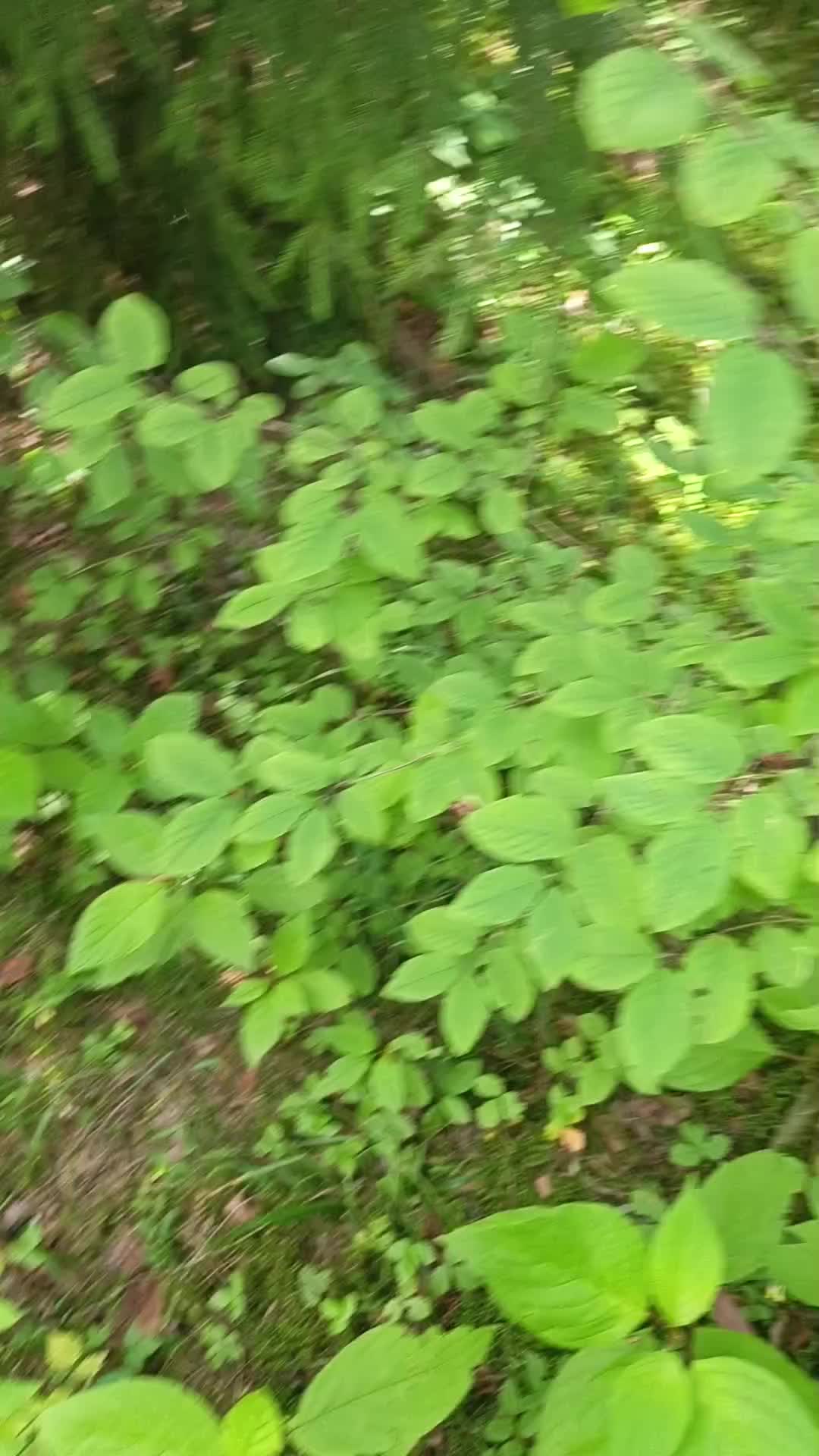 @мучачо