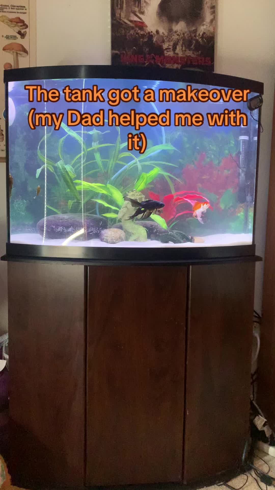 @AroAceFrog