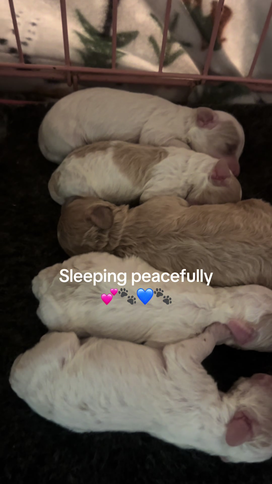 @Shortcake_kennel_2