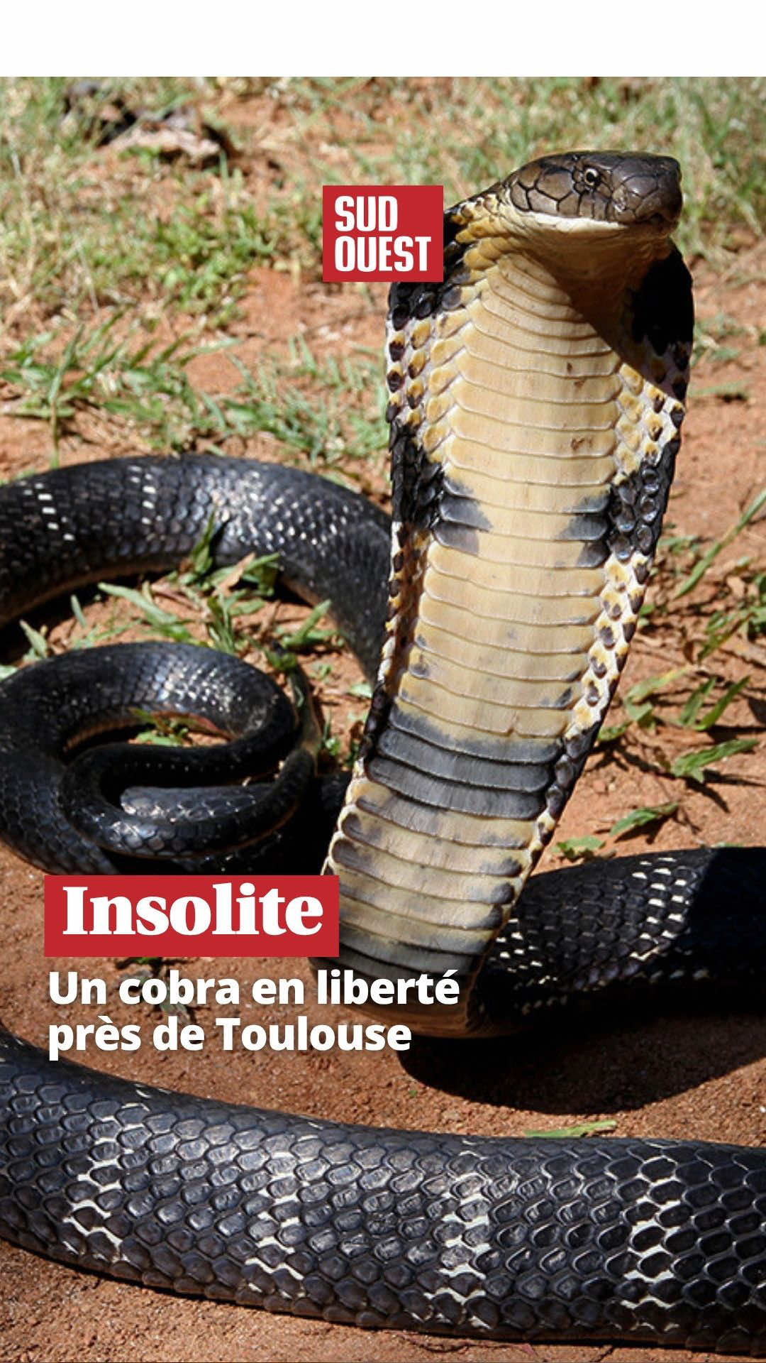 @Sud Ouest
