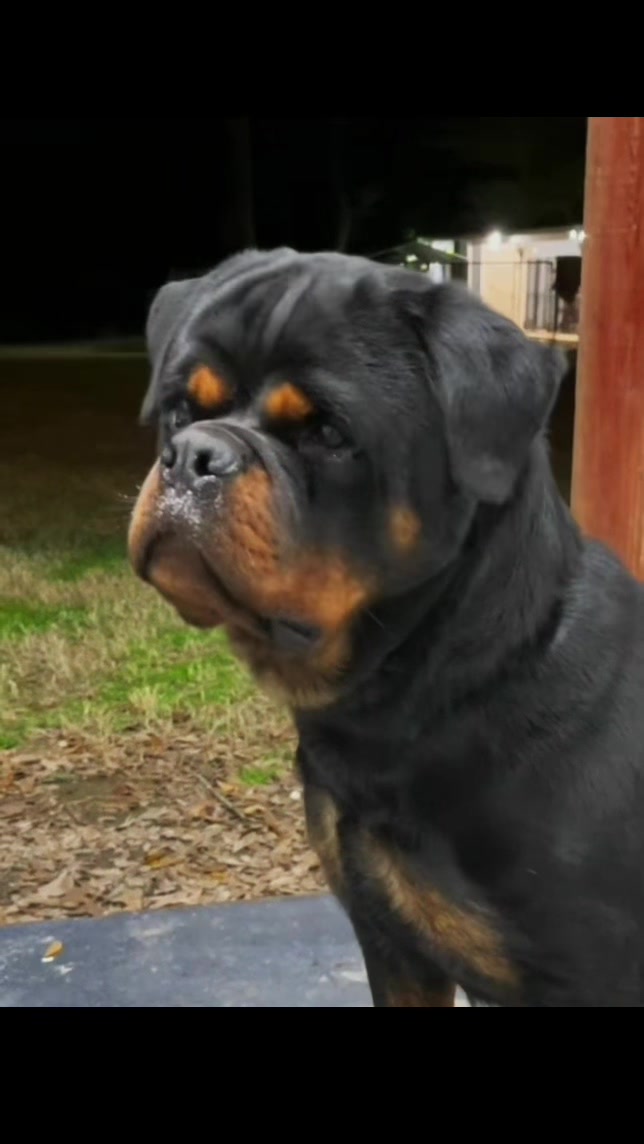 @King Vasko Rottweilers