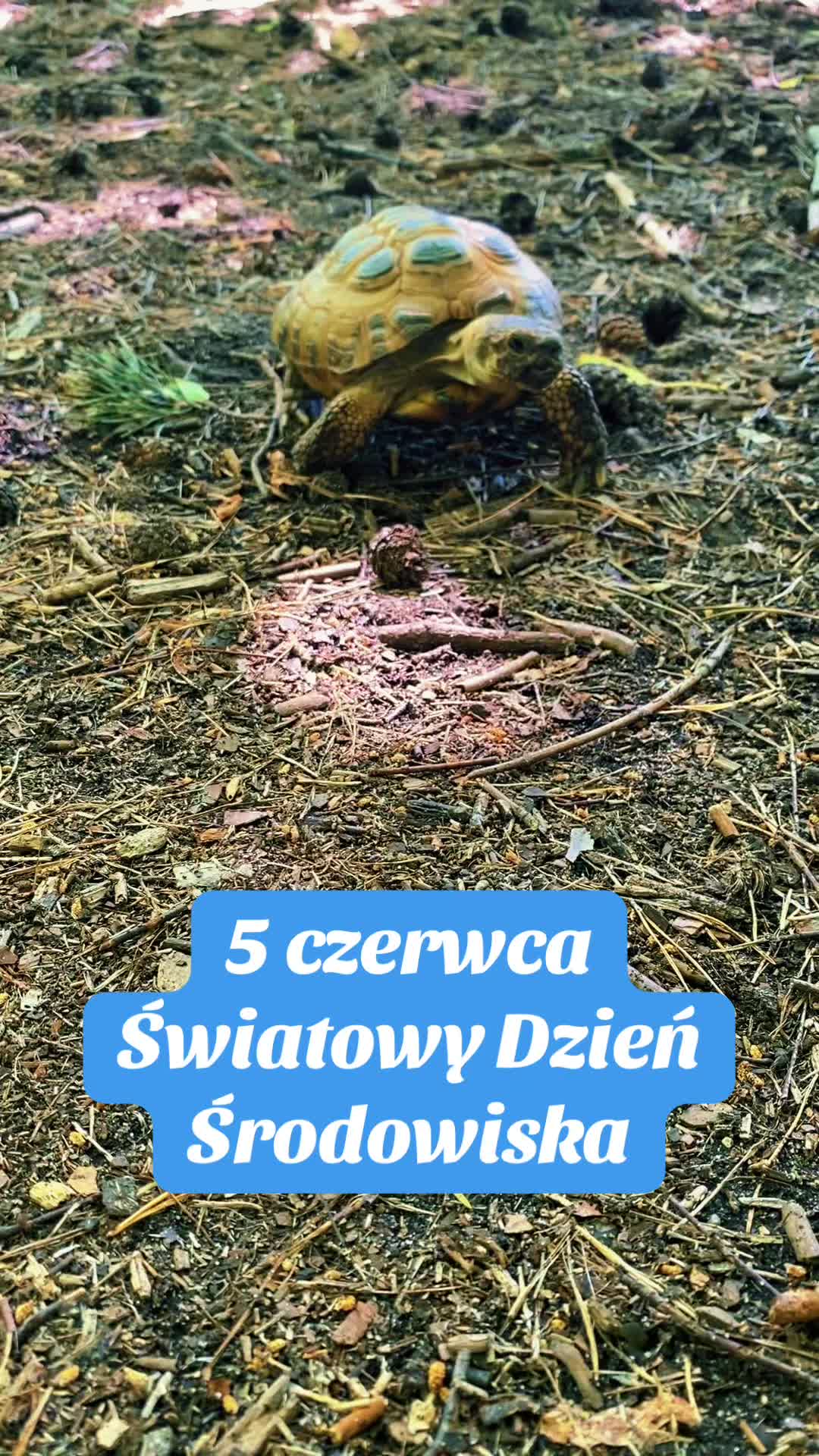 @Ż&oacute;łw Stefan Pierwszy