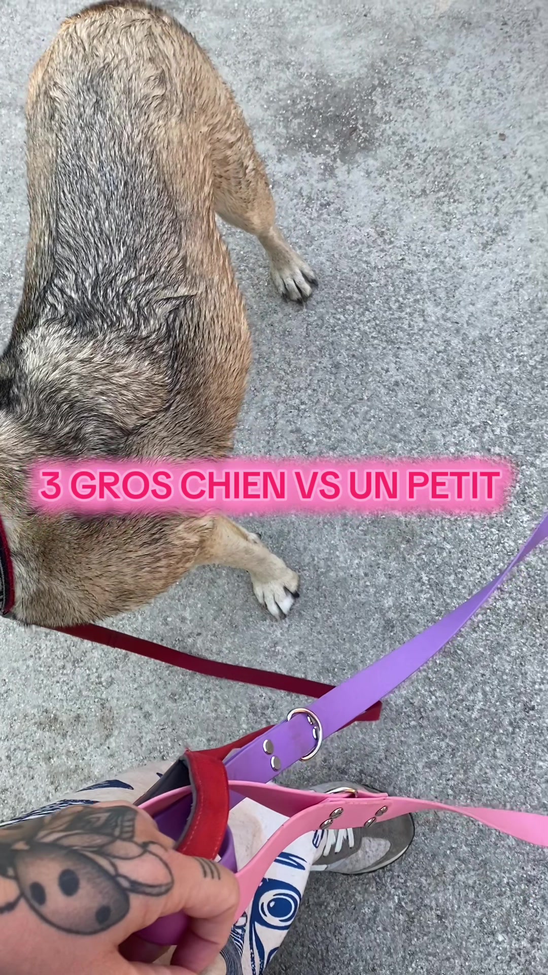 @PacoPacoPaco_le_chien