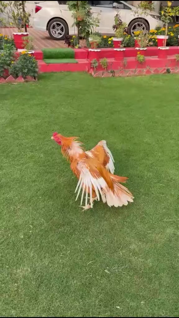 @🐓 ASEEL SHOK 🐓