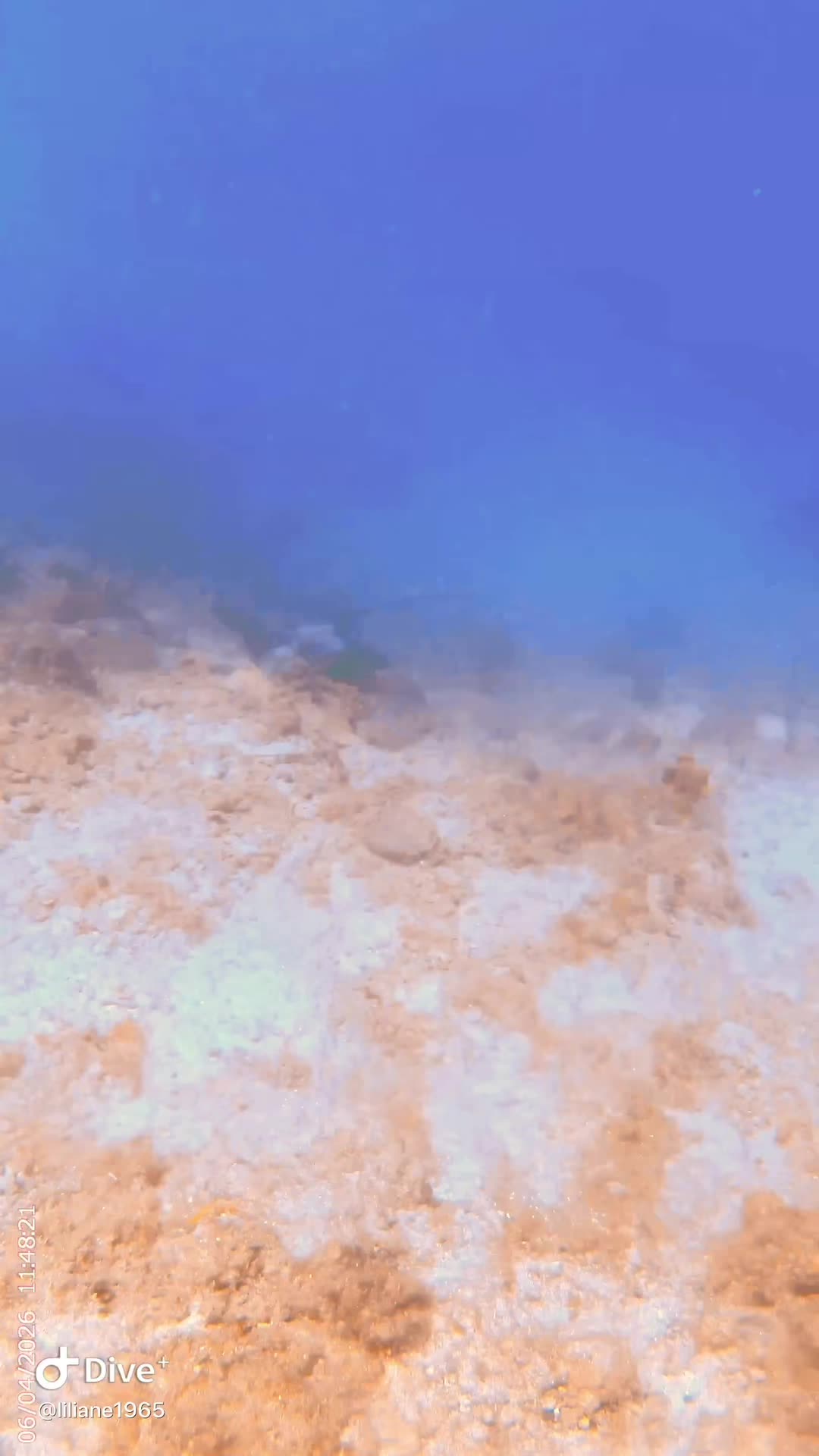@Divestories Curacao +Follow