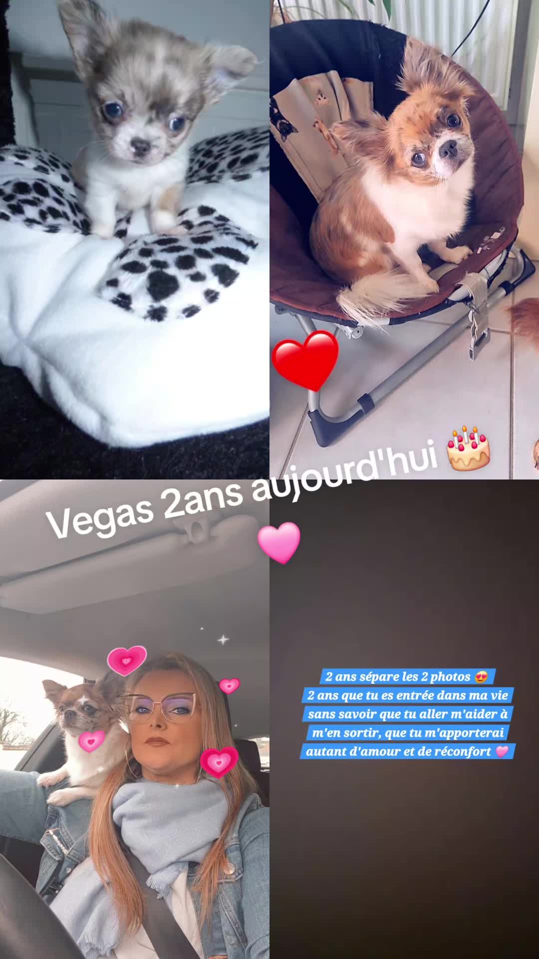 @La ohana des chihuahuas 🫶