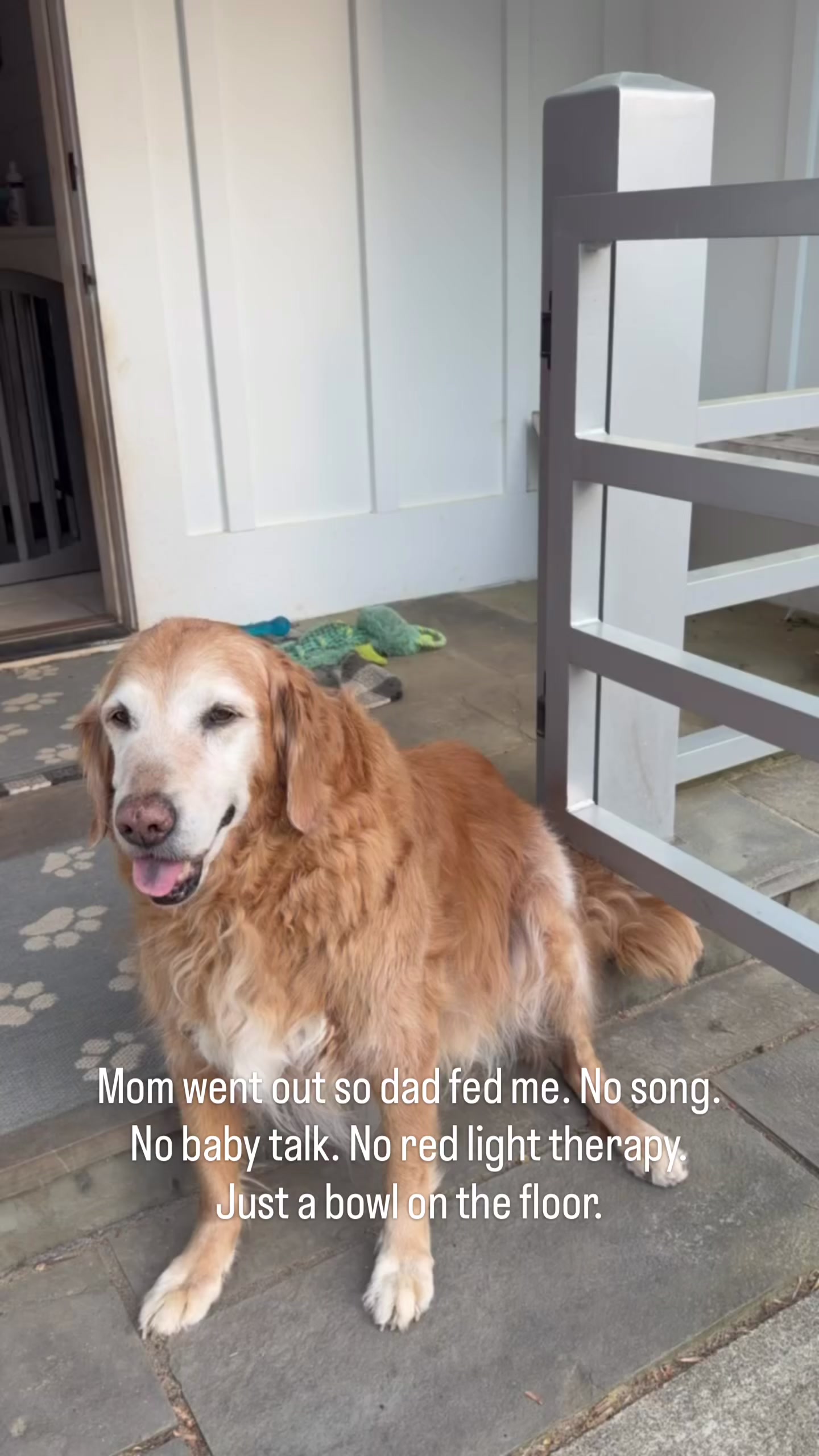 @DogMomisms