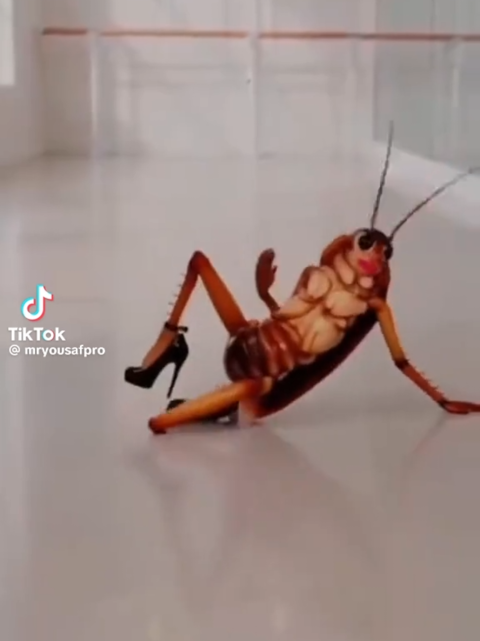 @Funny Video Reels