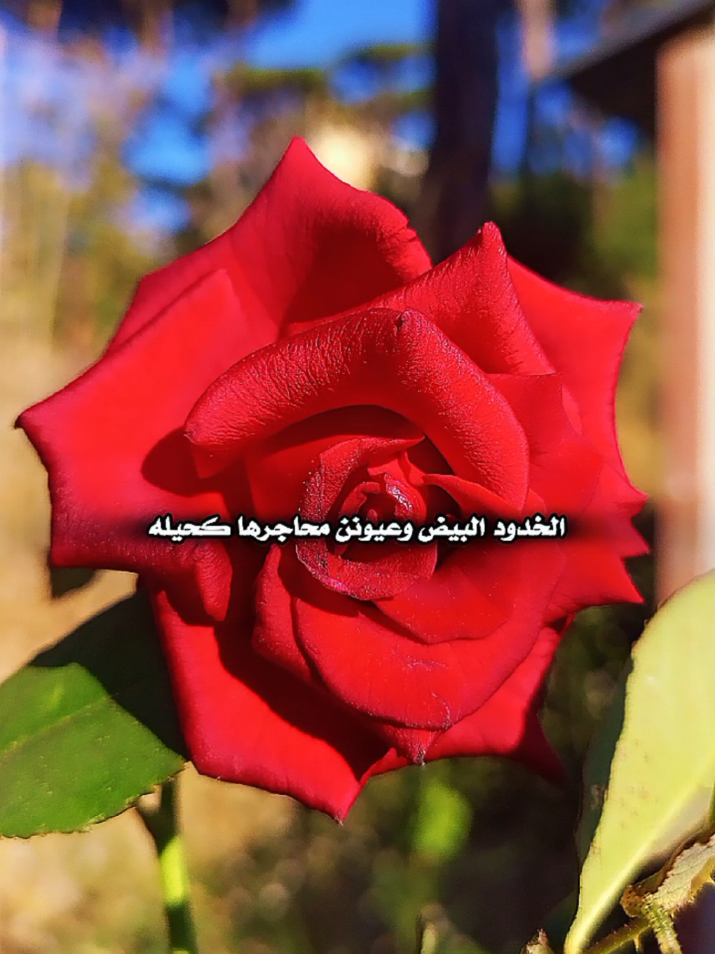 @lavendr81
