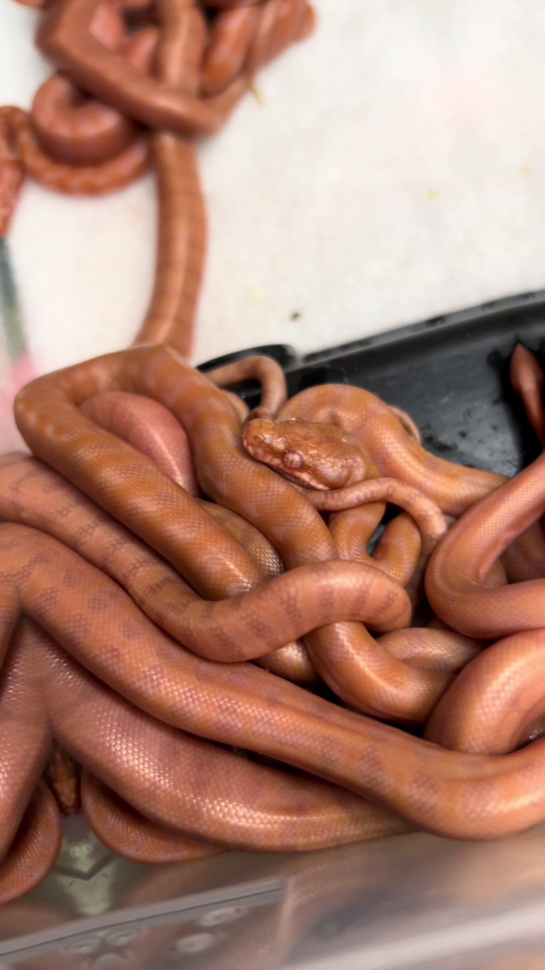 @rileys_reptiles