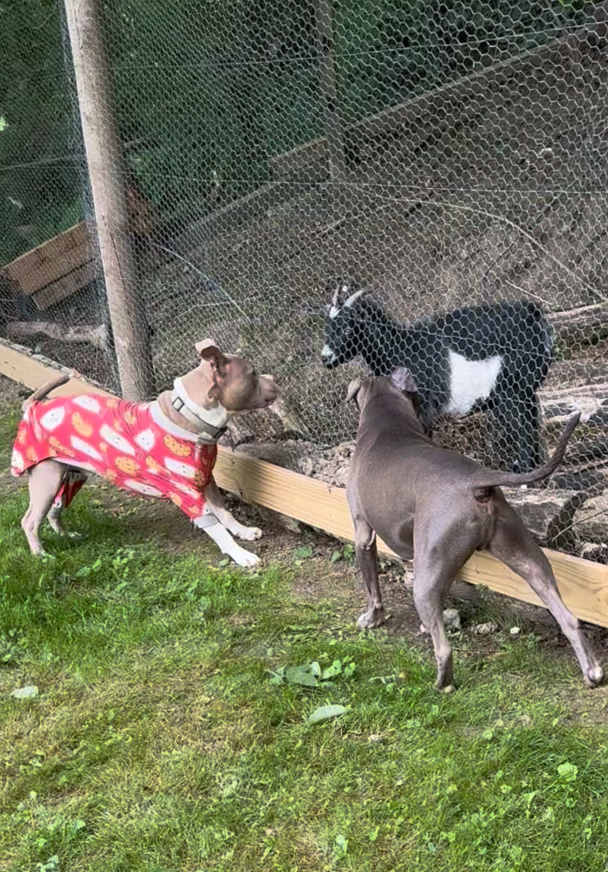 @Pittie Mom
