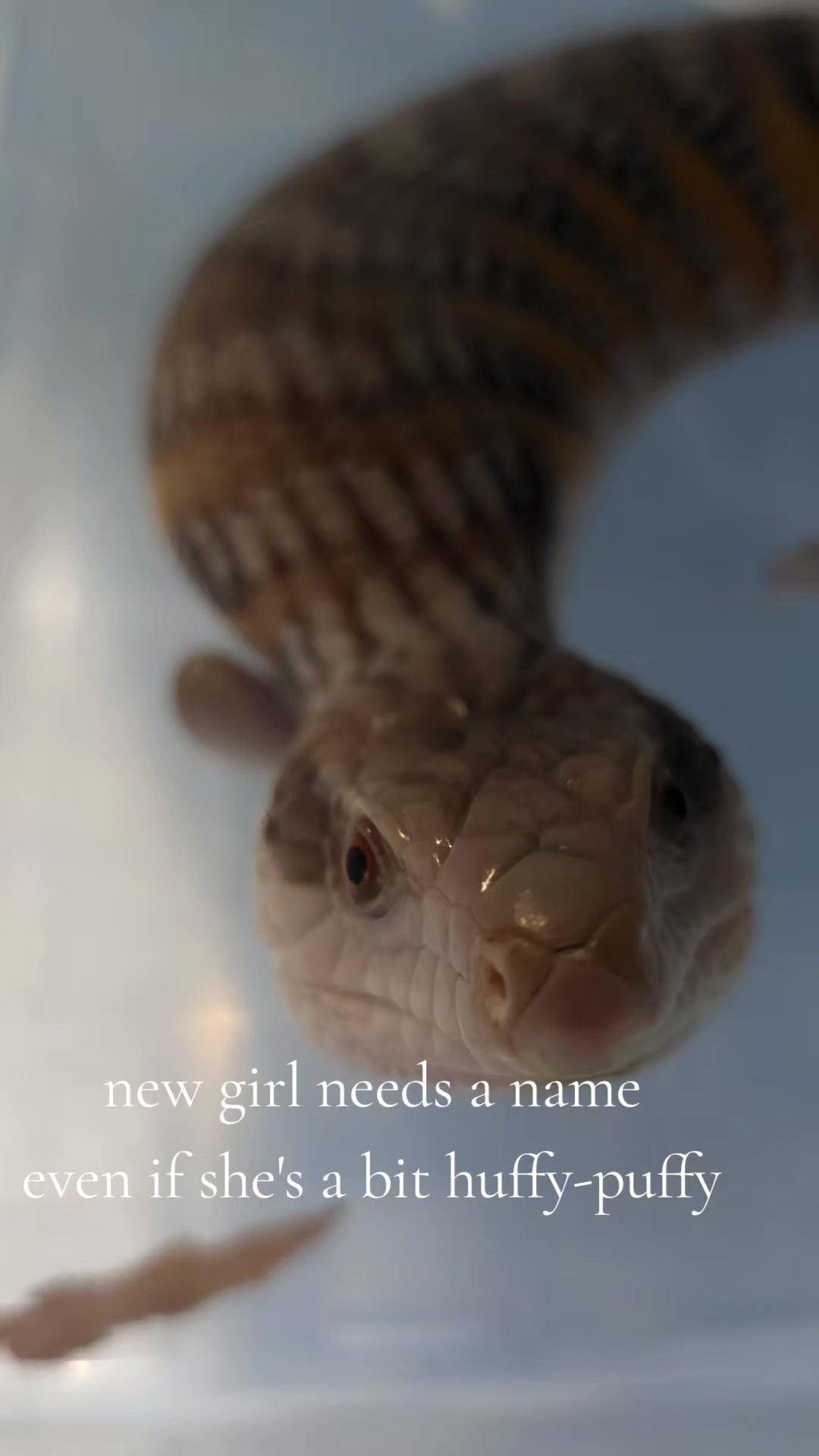 @PyroPythons & Education