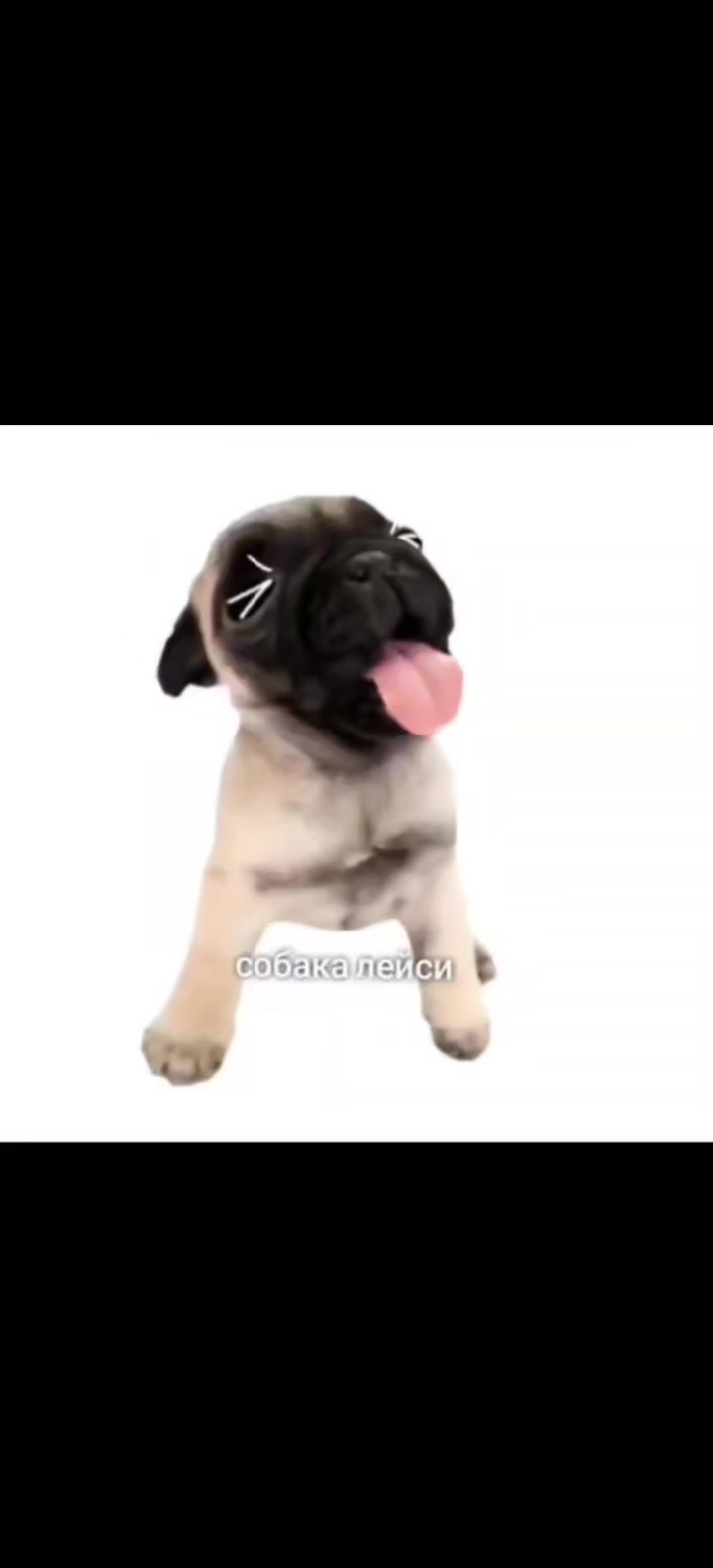 @собака Лейси👑|||🐶✅🐱✅