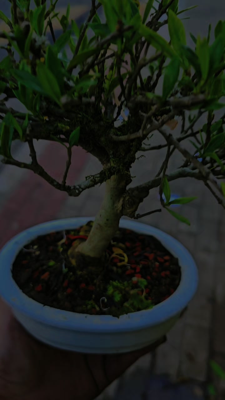 @Green House bonsai